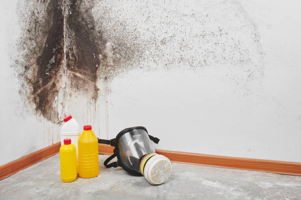 Best Basement Mold Remediation in Downers Grove, IL