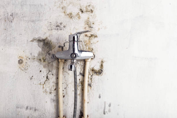 Best Localized Mold Remediation (e.g., coastal areas, humid climates) in Downers Grove, IL