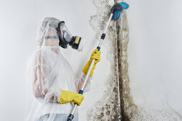 Best Health and Safety Mold Remediation in Downers Grove, IL