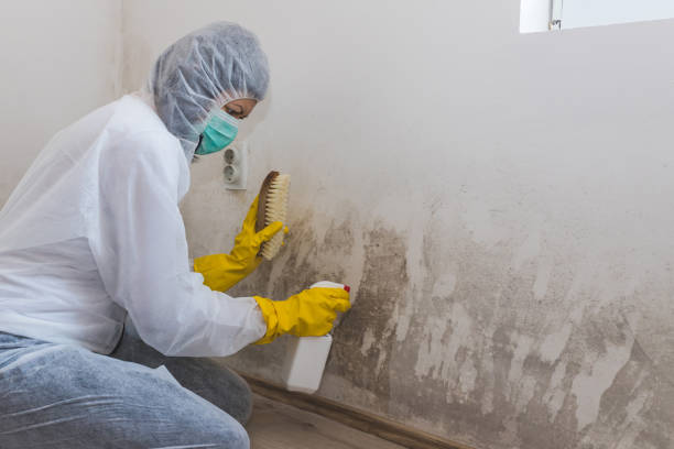 Trusted Downers Grove, IL Mold Remediation Experts