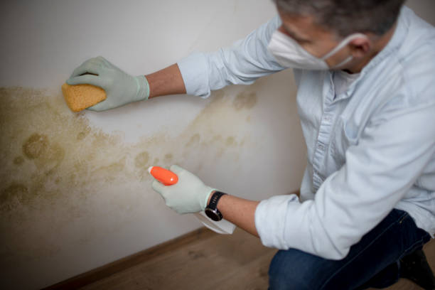Best White Mold Remediation in Downers Grove, IL