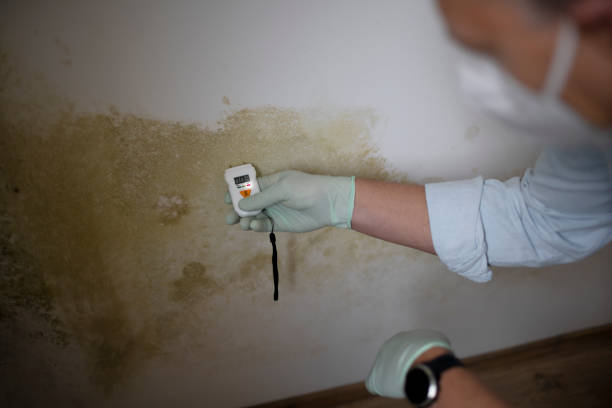 Best Attic Mold Remediation in Downers Grove, IL