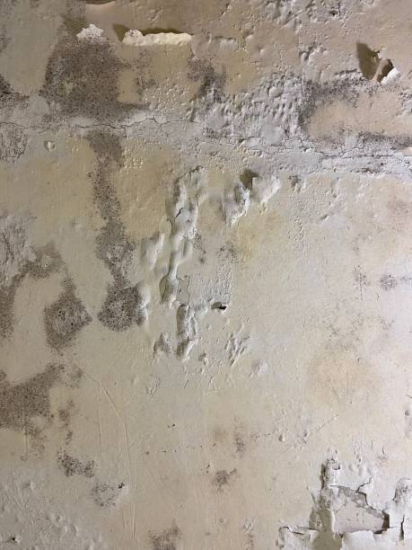 Best Kitchen Mold Remediation in Downers Grove, IL