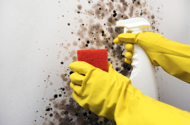 Best Black Mold Remediation in Downers Grove, IL
