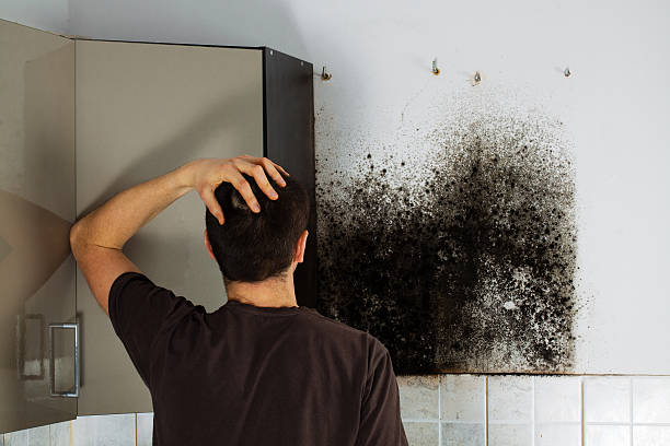 Best Bathroom Mold Remediation in Downers Grove, IL