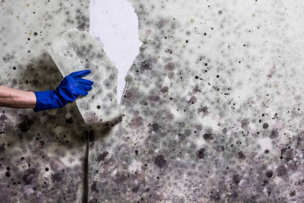Best Residential Mold Remediation in Downers Grove, IL